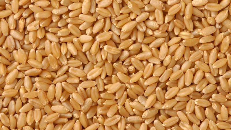 252 Lakh Metric Ton (MT) wheat procurement done so far