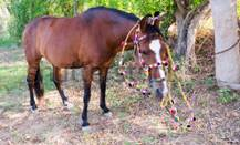 India’s horse laboratory in Hisar- Haryana gets global recognition